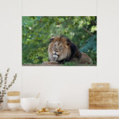 森をうろつくライオン ポスター (キッチン)