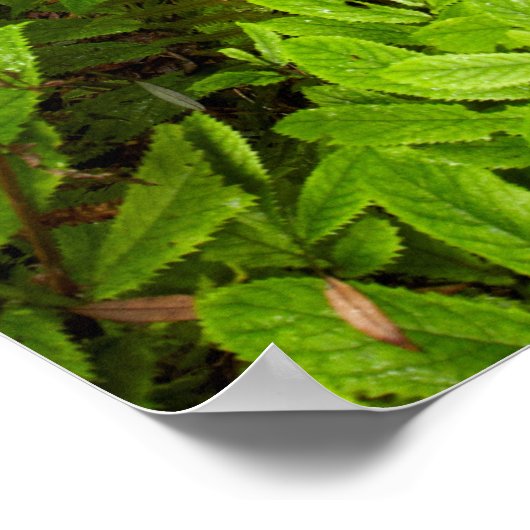 森を抜け出す ポスター (角)