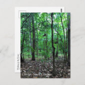 森を歩く、チェスター郡、サウスカロライナ州 ポストカード (正面/裏面)
