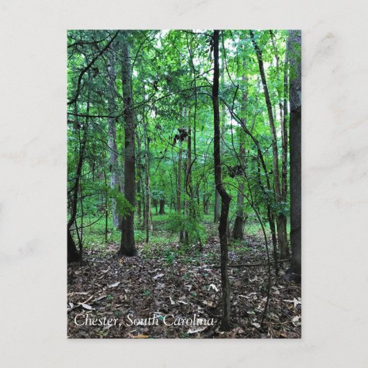森を歩く、チェスター郡、サウスカロライナ州 ポストカード (正面)