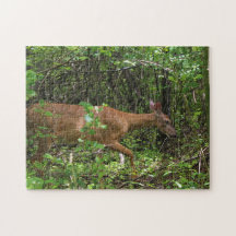 森を通した散歩