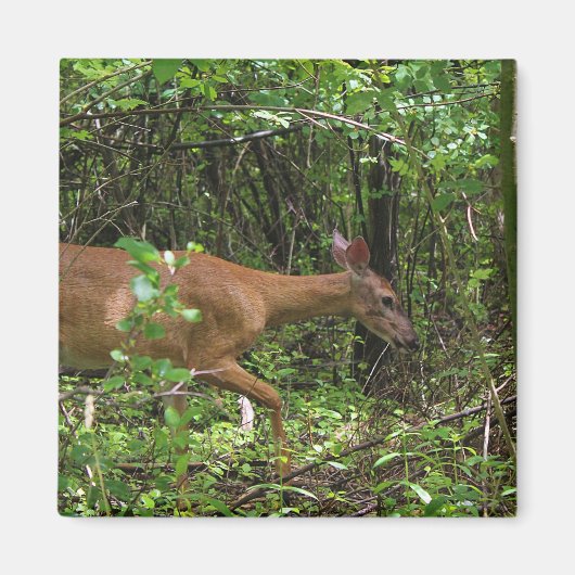 森を通した散歩 マグネット (正面)