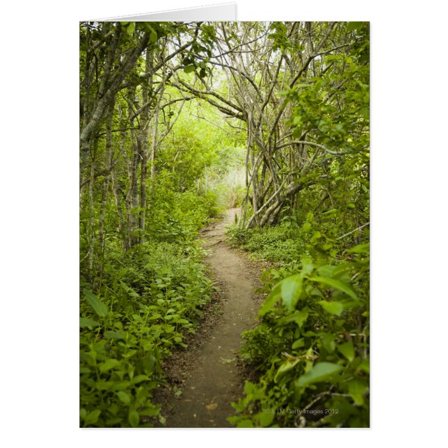 森を通る道 (正面)