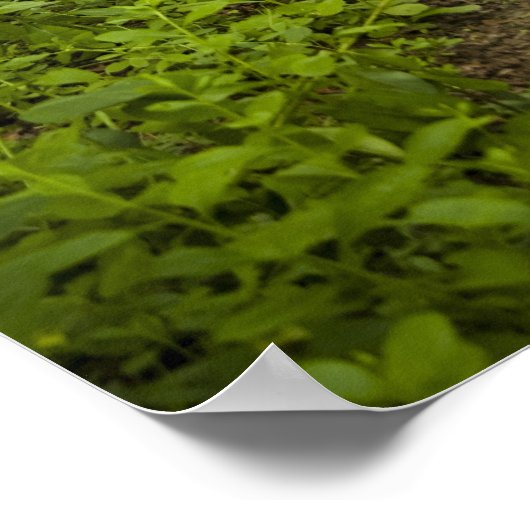 森を通る道 ポスター (角)