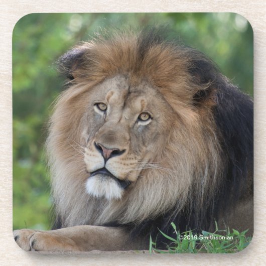 森林でLoungingライオン コースター (正面)