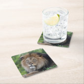 森林でLoungingライオン スクエアペーパーコースター (インサイチュ)