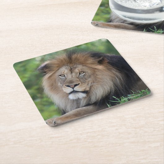 森林でLoungingライオン スクエアペーパーコースター (アングル)