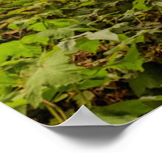 森林と海の風景 ポスター (角)