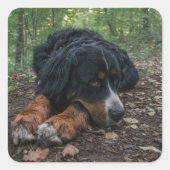 森林に棲むベルネーゼの山犬 スクエアシール (正面)