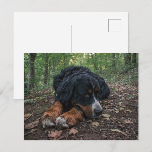 森林に棲むベルネーゼの山犬 ポストカード (正面/裏面)