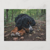 森林に棲むベルネーゼの山犬 ポストカード (正面)