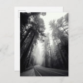 森林のセコイア木の眺め ポストカード (正面/裏面)