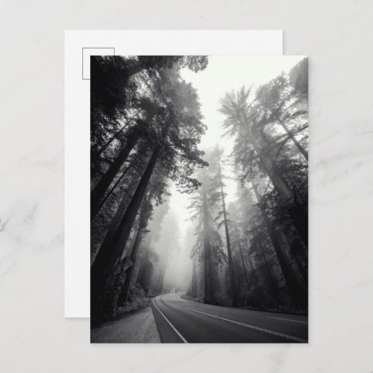森林のセコイア木の眺め ポストカード (正面/裏面)