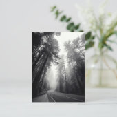 森林のセコイア木の眺め ポストカード (スタンド正面)