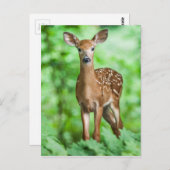 森林のベビーのシカの子鹿Bambi ポストカード (正面/裏面)