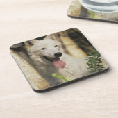 森林の北極オオカミ コースター (左側)