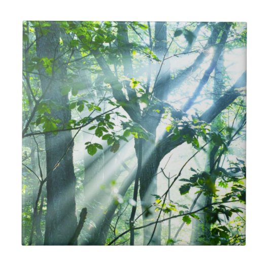 森林の朝 タイル (正面)