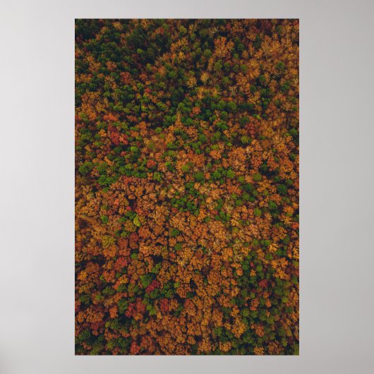 森林の空中写真撮影 ポスター (正面)
