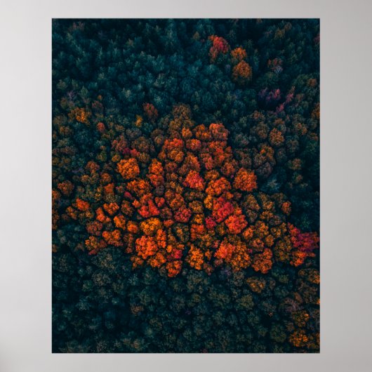 森林の空中撮影 ポスター (正面)