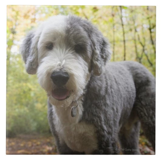 森林の英国の牧羊犬の子犬 タイル (正面)