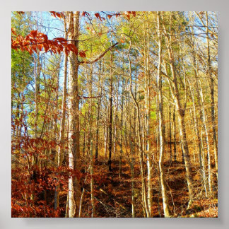 森林の風景 ポスター