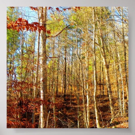 森林の風景 ポスター (正面)