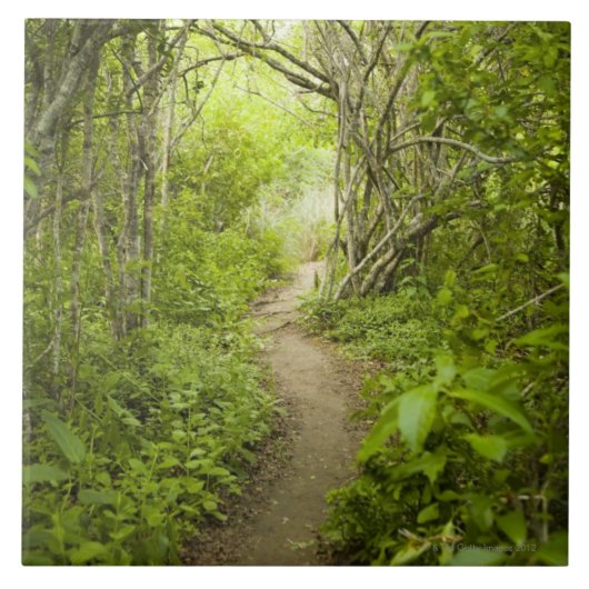 森林を通した道 タイル (正面)