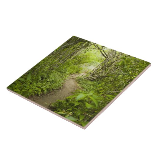 森林を通した道 タイル (側面)