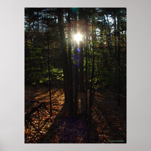 森林フィルターポスター ポスター (正面)