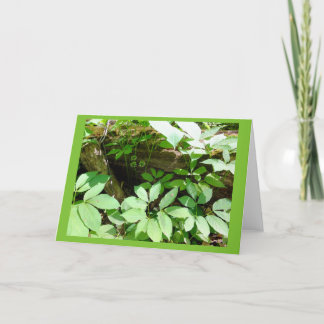 森林ブランクのメッセージカードのSarsasparilla カード