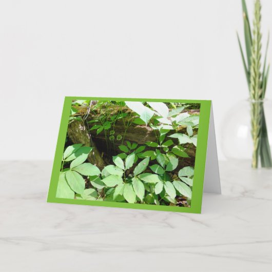 森林ブランクのメッセージカードのSarsasparilla カード (正面)