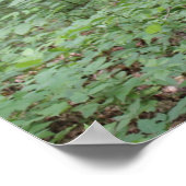 森林ポスター ポスター (角)