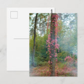 森林ムード – キャンバス印刷 ポストカード (正面/裏面)