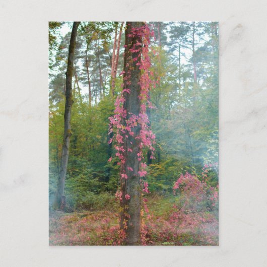 森林ムード – キャンバス印刷 ポストカード (正面)