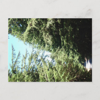森林ロードモラン州パーク ポストカード