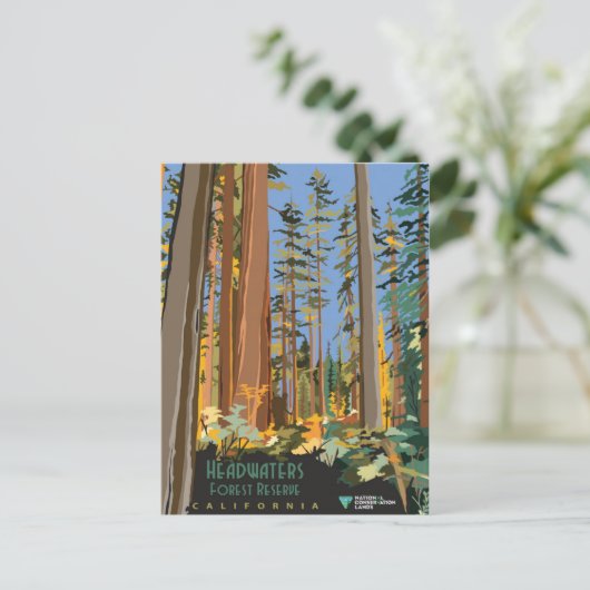 森林保護区 ポストカード (スタンド正面)