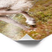 森林内のトナカイ歩く フォトプリント            (角)