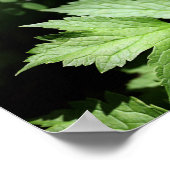 森林写真家のアシュランドシダ ポスター (角)