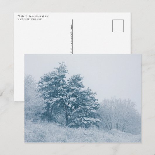 森林冬の自然写真 ポストカード (正面/裏面)