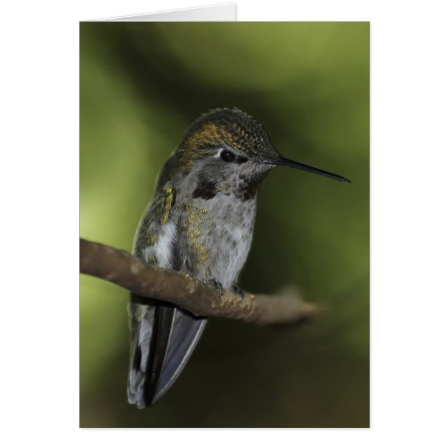 森林妖精の国 (正面)