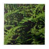 森林床シダ タイル (正面)