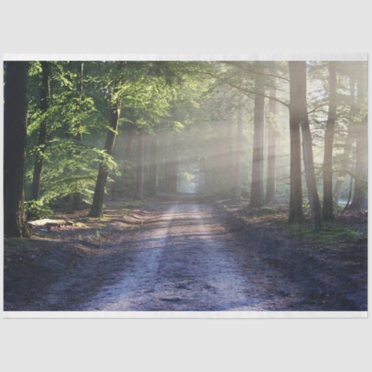 森林景観歩道24デコページティッシュペーパー 薄葉紙 (正面)