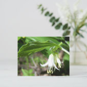 森林植物 ポストカード (スタンド正面)