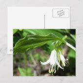 森林植物 ポストカード (正面/裏面)
