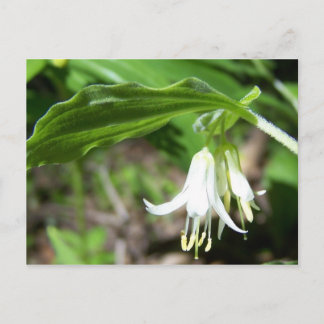 森林植物 ポストカード
