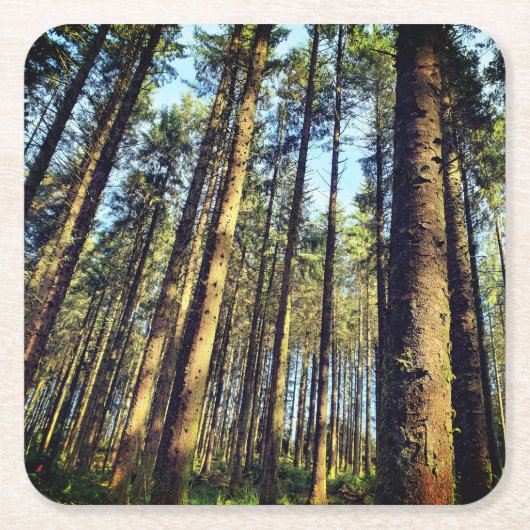 森林樹 スクエアペーパーコースター (正面)