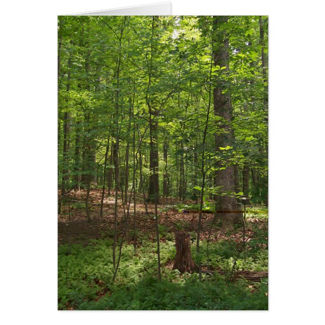 森林歩行 (正面)