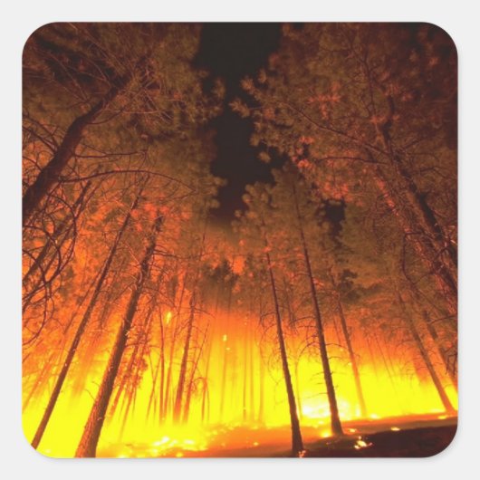森林火災 スクエアシール (正面)