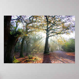 森林照明ポスター ポスター