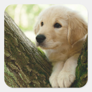 森林設定に坐っているラブラドールの子犬 スクエアシール
